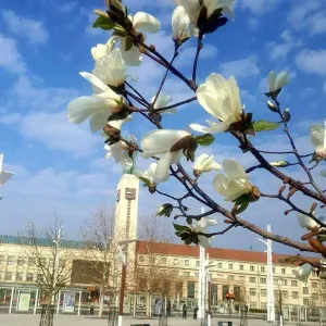 Rozkvetlé východní Čechy! Červený Kostelec, Trutnovsko, Hradec K....