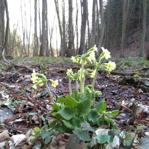 Rozkvetlé východní Čechy! Červený Kostelec, Trutnovsko, Hradec K....