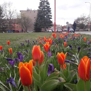 Rozkvetlé východní Čechy! Červený Kostelec, Trutnovsko, Hradec K....