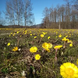 Rozkvetlé východní Čechy! Červený Kostelec, Trutnovsko, Hradec K....