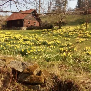 Rozkvetlé východní Čechy! Červený Kostelec, Trutnovsko, Hradec K....