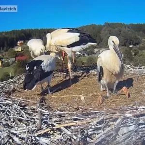 Slávek i Bohunka nás opustili. Čápi z Bohuslavic už odletěli!