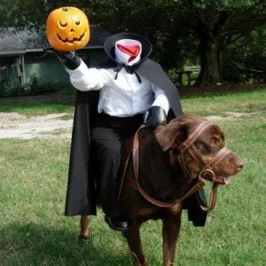 PSÍ HALLOWEEN JE TADY! TOHLE VÁS ROZHODNĚ POBAVÍ