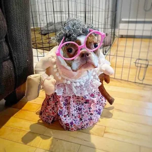 PSÍ HALLOWEEN JE TADY! TOHLE VÁS ROZHODNĚ POBAVÍ
