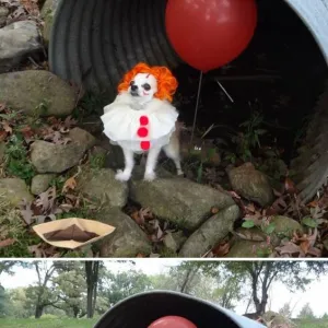 PSÍ HALLOWEEN JE TADY! TOHLE VÁS ROZHODNĚ POBAVÍ