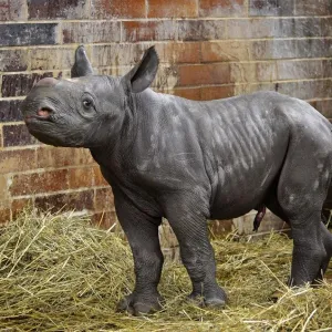 V Safari parku se narodilo třetí mládě nosorožce dvourohého