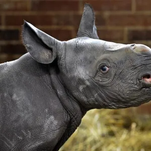 V Safari parku se narodilo třetí mládě nosorožce dvourohého
