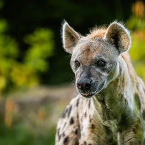 Zoo ve Dvoře Králové nad Labem otevřela expozici jihozápadní Afrika