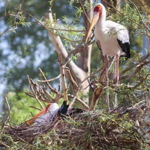 Zoo ve Dvoře Králové nad Labem otevřela expozici jihozápadní Afrika