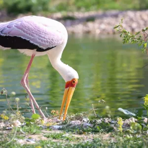 Zoo ve Dvoře Králové nad Labem otevřela expozici jihozápadní Afrika