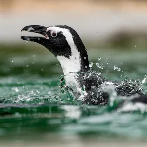 Zoo ve Dvoře Králové nad Labem otevřela expozici jihozápadní Afrika