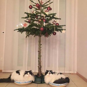 protecting-christmas-tree-from-dogs-cats-pets-19-585a7629ec52f__605