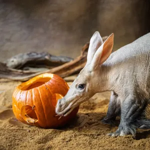 Strašidelný týden přilákal do dvorské zoo 25 tisíc lidí
