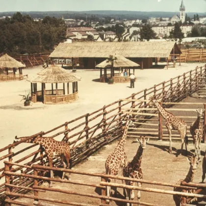 Safari Park Dvůr Králové slaví 80 let. Oslavy nabídnou nosorožce, zákulisí i velké plány do budoucna