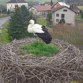 ON-LINE: Sledujte čapí hnízda na východě Čech