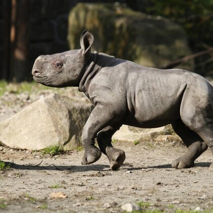 Safari Park pořádá den dětí. Pro nejmenší má speciální program