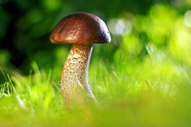 Kam na východě Čech na houby? Houbařům pomůže vylepšená mapa růstu hub