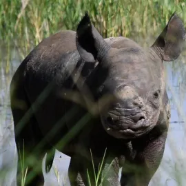 Ve Rwandě se narodilo mládě nosorožce černého. Matkou je samice ze Dvora Králové