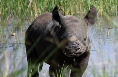Ve Rwandě se narodilo mládě nosorožce černého. Matkou je samice ze Dvora Králové
