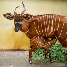 V zoo Dvůr Králové se narodilo druhé letošní mládě kriticky ohrožené antilopy