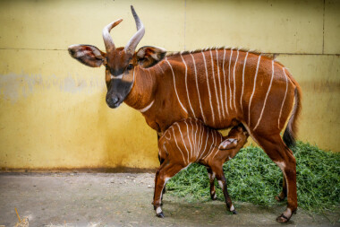 V zoo Dvůr Králové se narodilo druhé letošní mládě kriticky ohrožené antilopy