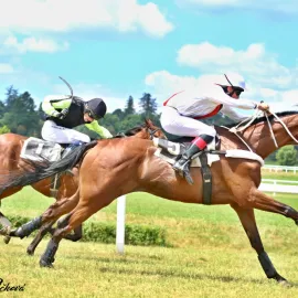 Velkou pardubickou vyhrál favorit Sacamiro. Žokej Faltejsek má šestý triumf