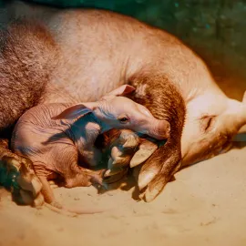 Safari Park Dvůr Králové má po dvou letech mládě hrabáče kapského