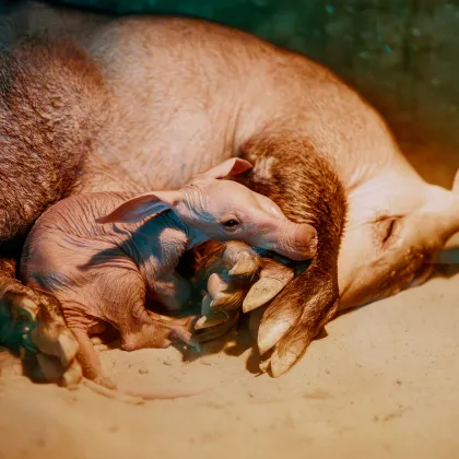 Safari Park Dvůr Králové má po dvou letech mládě hrabáče kapského