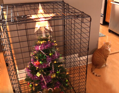 GALERIE: Jak ochránit vánoční stromek před psy a kočkami?