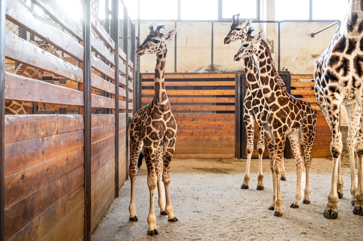 V zoo Dvůr Králové za rok odchovali šest žiraf Rothschildových