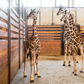 V zoo Dvůr Králové za rok odchovali šest žiraf Rothschildových