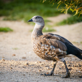 Zoo Dvůr Králové bude koordinovat evropský chov husice modrokřídlé