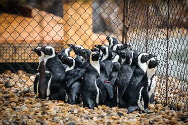 Zoo Dvůr dala pět mláďat tučňáků do tučňáčí školky. Učí se žrát z ruky a plavat