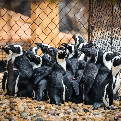 Zoo Dvůr dala pět mláďat tučňáků do tučňáčí školky. Učí se žrát z ruky a plavat