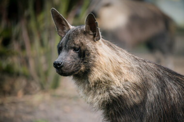 Zoo Dvůr získala hyeny čabrakové. Zřejmě jako jediná na světě chová všechny druhy