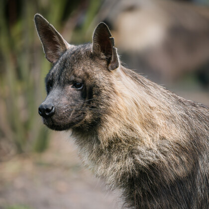 Zoo Dvůr získala hyeny čabrakové. Zřejmě jako jediná na světě chová všechny druhy