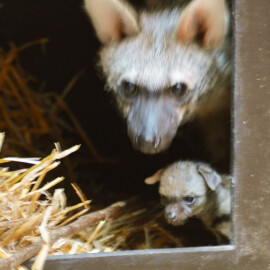 V Zoo Dvůr Králové nad Labem se poprvé v ČR narodila tři mláďata hyenky hřivnaté