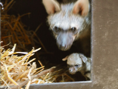 V Zoo Dvůr Králové nad Labem se poprvé v ČR narodila tři mláďata hyenky hřivnaté