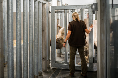 Dvorský safari park přestěhoval pět nosorožců dvourohých do opraveného pavilonu