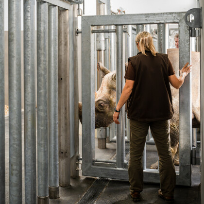 Dvorský safari park přestěhoval pět nosorožců dvourohých do opraveného pavilonu