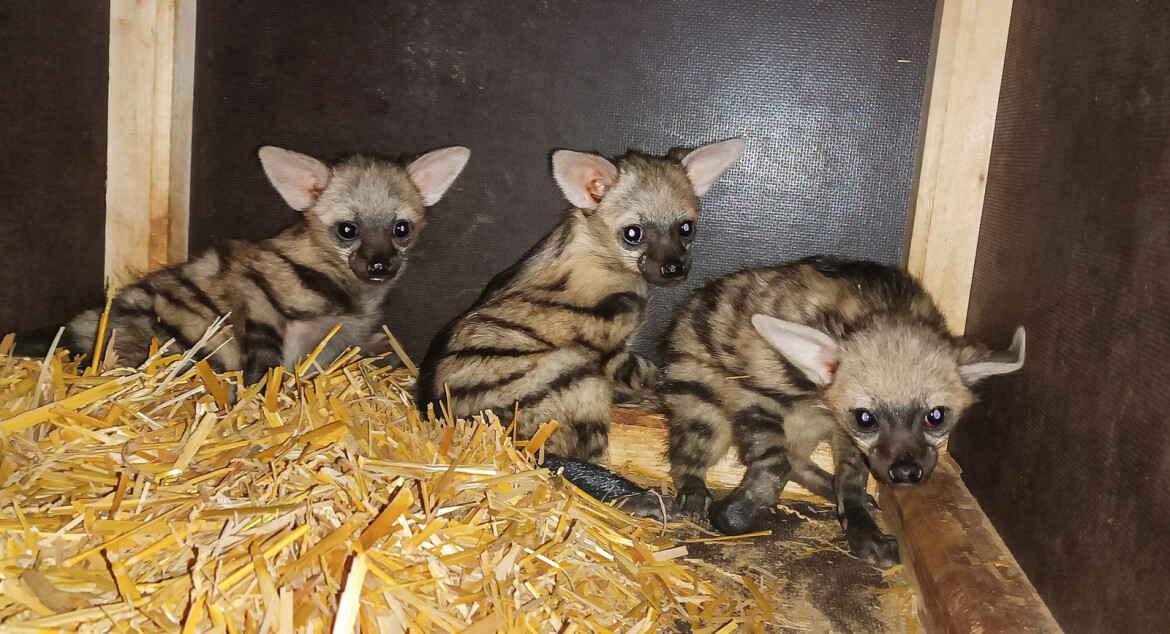 Tři mláďata vzácných hyenek v Safari Parku se mají skvěle
