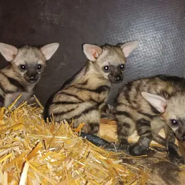 Tři mláďata vzácných hyenek v Safari Parku se mají skvěle