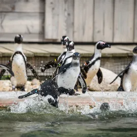 Safari Park 4. května otevře safari a zahájí letní sezonu