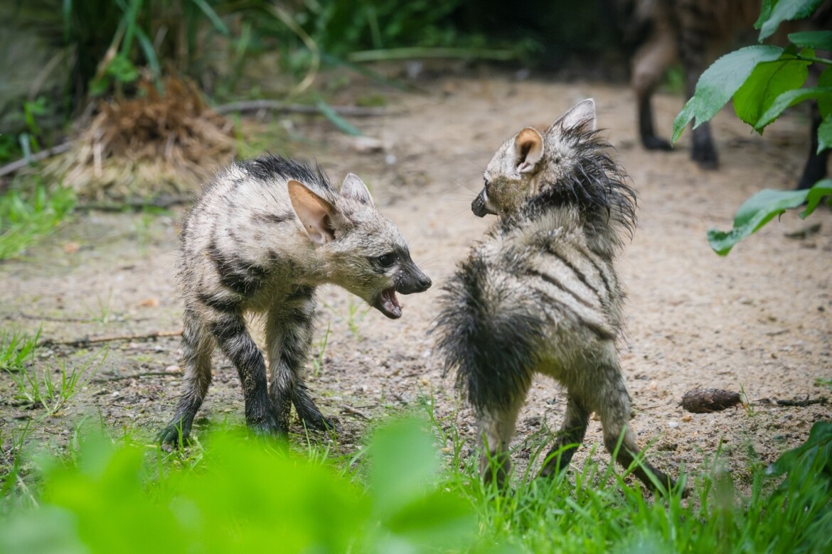 Mláďata hyenek hřivnatých jsou už k vidění ve venkovní expozici Safari Parku