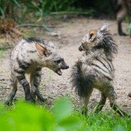 Mláďata hyenek hřivnatých jsou už k vidění ve venkovní expozici Safari Parku