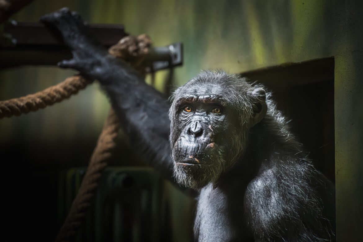 Safari Park Dvůr Králové získal ze Španělska na obnovu chovu šimpanzího samce