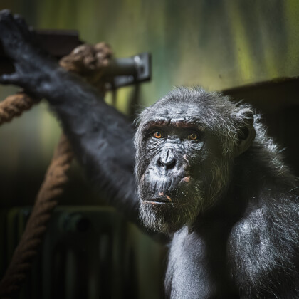 Safari Park Dvůr Králové získal ze Španělska na obnovu chovu šimpanzího samce