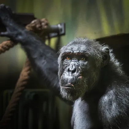 Safari Park Dvůr Králové získal ze Španělska na obnovu chovu šimpanzího samce