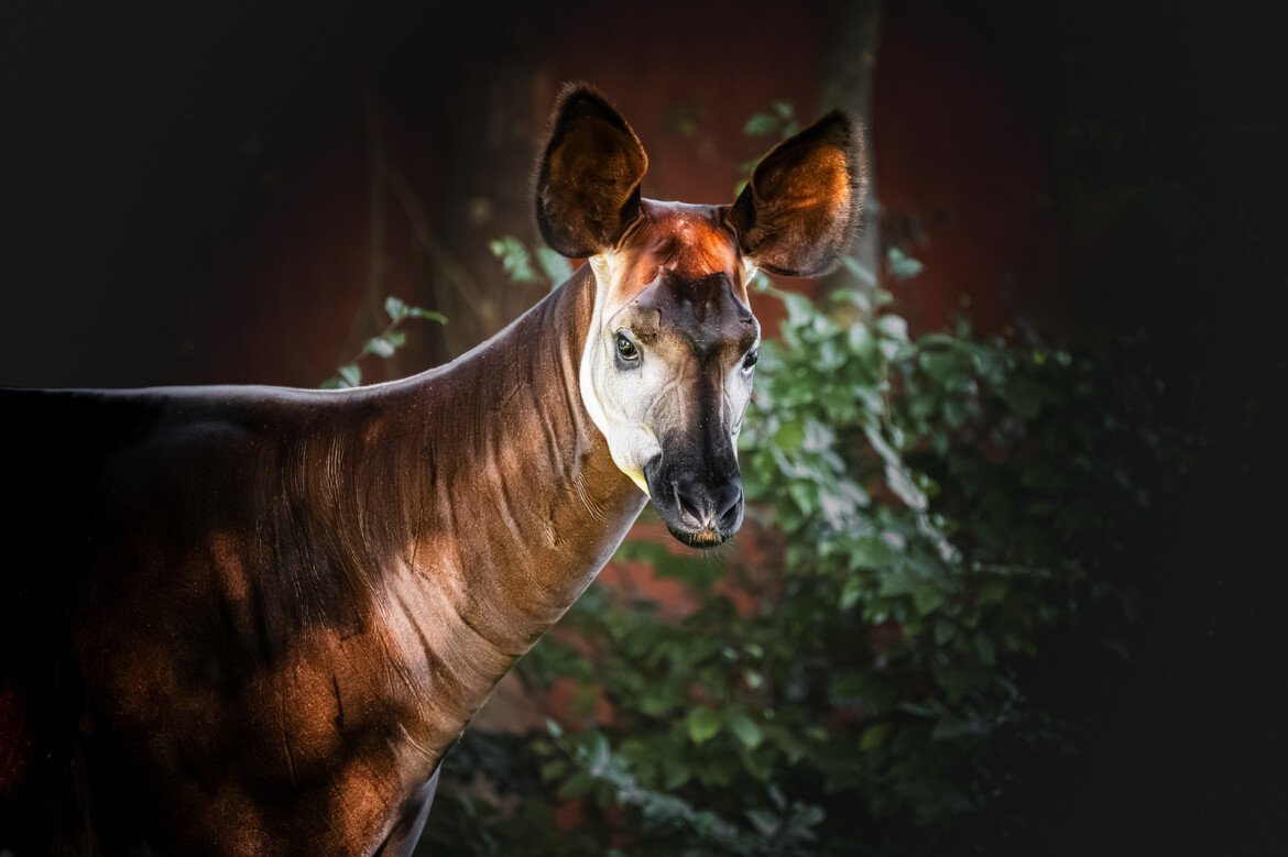 Starý elektrospotřebič výměnou za vstupenku do Safari Parku ve Dvoře Králové