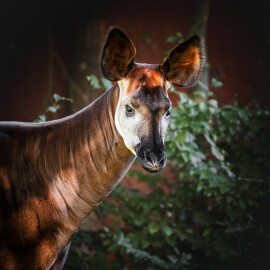 Starý elektrospotřebič výměnou za vstupenku do Safari Parku ve Dvoře Králové